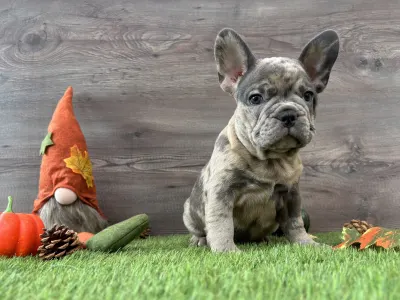French Bulldog - Thor 