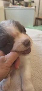 Border collie - Menorca