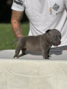 American Buli - Pocket - M. Platinum Dogs