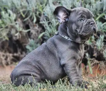 French Bulldog - Sympathy 