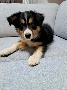 Border Collie - Mimir