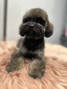 Poodle Miniature - Sweet Pie