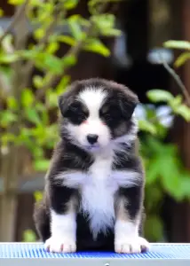 Австралийская овчарка - Winstead Paragon Lady