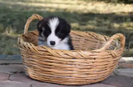 Border Collie - Dazzling Borders Alexander The Moonlight Dancer 