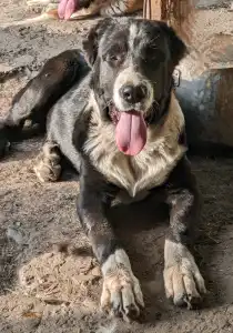 Central Asia Shepherd Dog - Dzhur Iz Zamka Larisi
