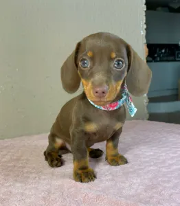 Dachshund - Carlos