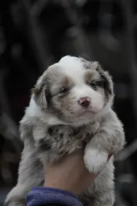 Miniature American Shepherd - Winstead Once Upon The Frontier
