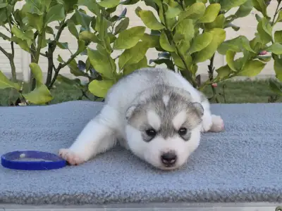 Szibériai husky - Blue Boy