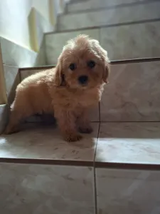 Maltipoo - Maltipoo M