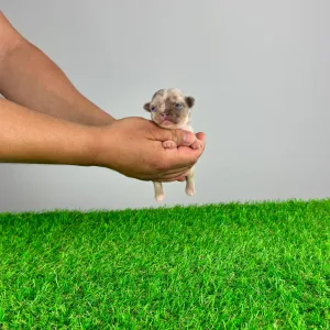 Chihuahua - Karos