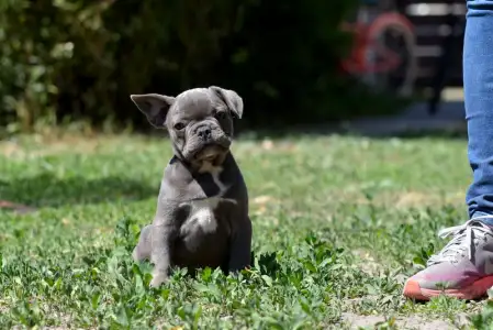 Francia bulldog - Magnus