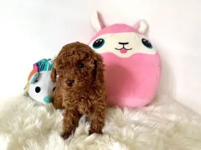 Törpe uszkár - Fedra