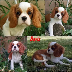 Cavalier King Charles spániel - Davis