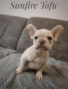 French Bulldog - Tofu