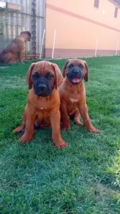 Kai - Tamatsu Amerci Daride Kennel