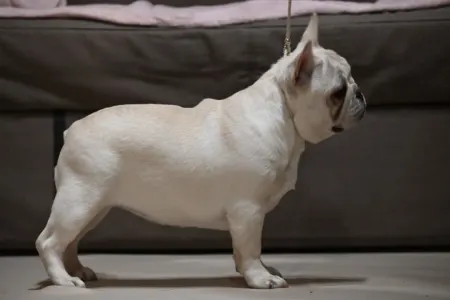 French Bulldog - Asia