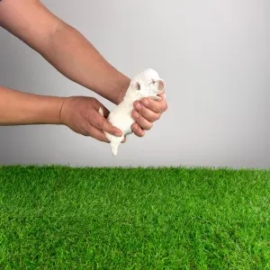 West Highland White Terrier - Hobo