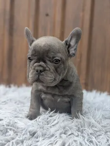 Francia bulldog - Léna