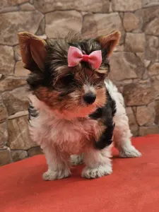 Biewer Terrier - Bianka