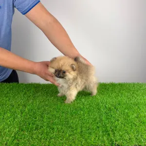 Szpic miniaturowy - Wenka