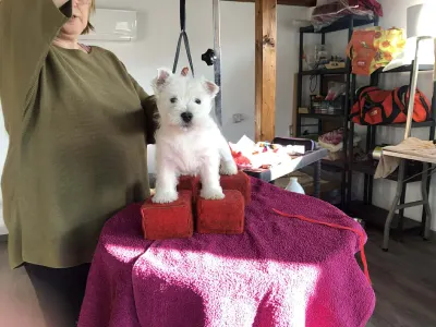 West Highland White Terrier - Verona Canisa Demarcus Kennel