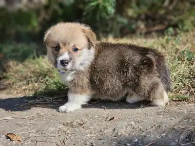 Welsh Corgi Pembroke - Lenox 