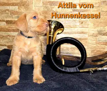 Hungarian Wire-haired Vizsla - Attila Vom Hunnenkessel