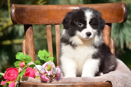 Border Collie - Cheviot Pearl