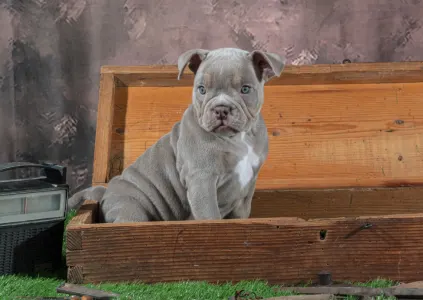 Aмериканский булли -Экзотик - American Bully Hot & Top