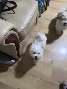 Coton de Tuléar - Bingo