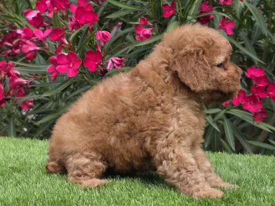 Cavapoo - Johanna