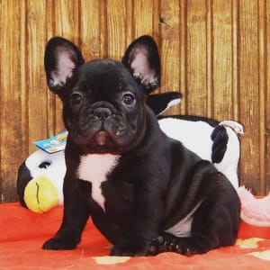Francia bulldog - Daiquiri