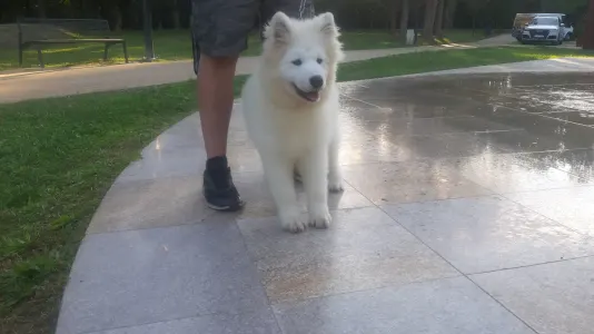 Samojed - Eremis