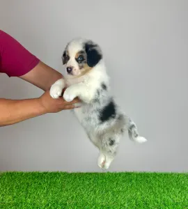 Australian Shepherd - Talizman