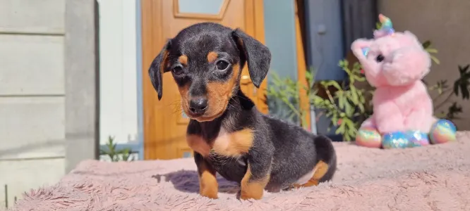 Dachshund - Tappancs