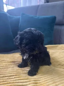 Maltipoo - Bagira