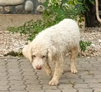 Wasserhund der Romagna - Adele