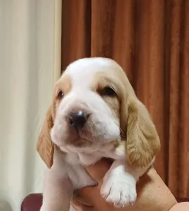 Basset Hound - "c" Alom