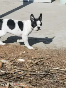 Boston terier - Babett