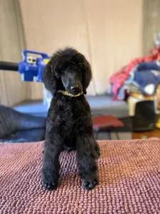 Grosspudel - Black Boy