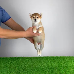 Shiba Inu - Mine