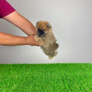 Pomeranian - Asia