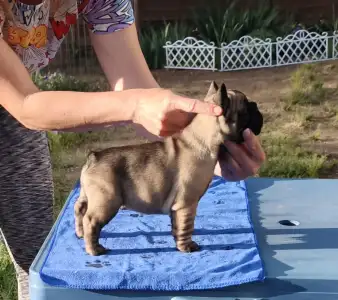 Buldog francuski - Wendy