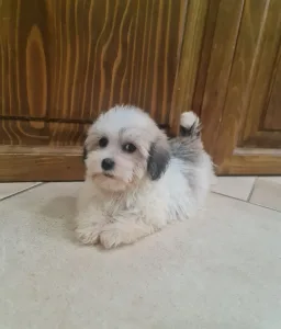 Havanese - Thessa