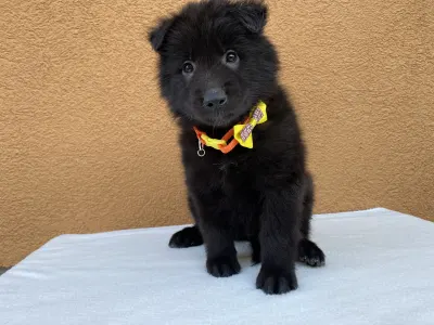 Belga juhászkutya - Gerőcsvári Black Diamond Hetty