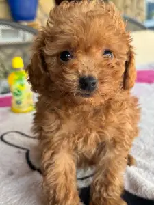 Poodle Toy - Zserbó