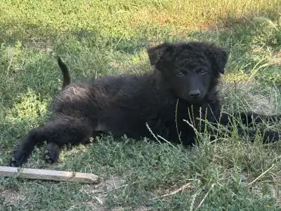 Mudi - Azúrkék-ragyogás Szilárd