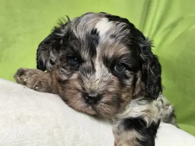 Cavapoo - Merlin