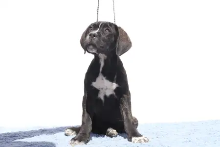 Cane Corso - Chelsea
