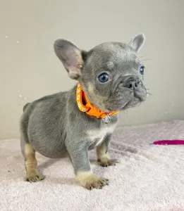 French Bulldog - Naomi